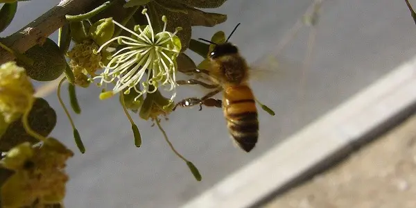 افضل انواع النحل في السعودية