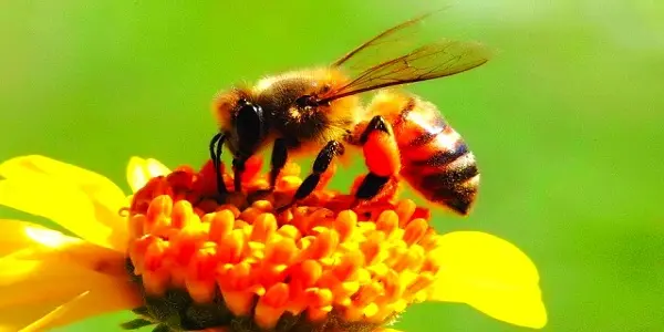 افضل انواع النحل في السعودية