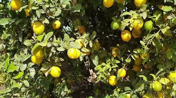 أنواع شجر الليمون
