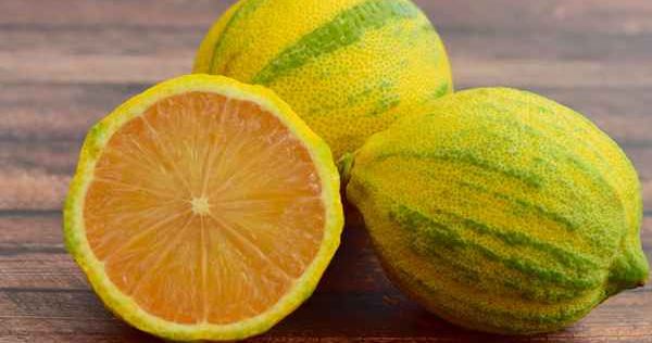 أنواع شجر الليمون